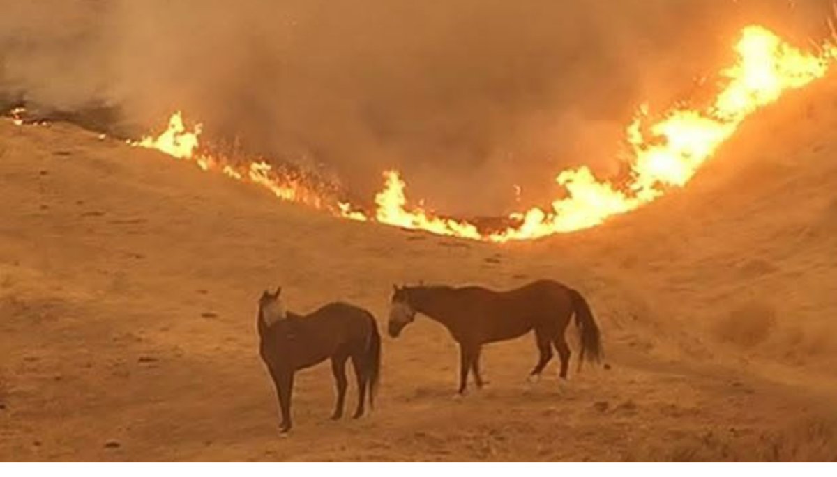 2 horses and wildfire